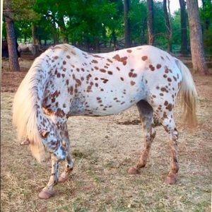 Meet your Posher, Shereen